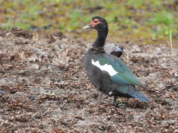 Muskuseend (Cairina moschata)